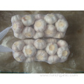 Packed  in 1kg bag Normal White Garlic